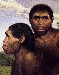 Australopithecus afarensis