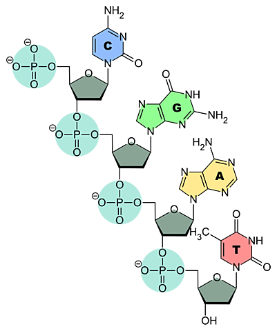 TEORIA TETRANUCLEOTIDICA