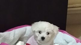 Timeline: ΙΣΤΟΡΙΑ ΥΠΟΛΟΓΙΣΤΩΝ