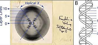 Risutati diffrazione dei raggi X sul DNA