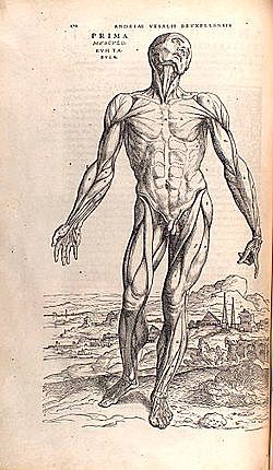 Primo trattato moderno di anatomia umana
