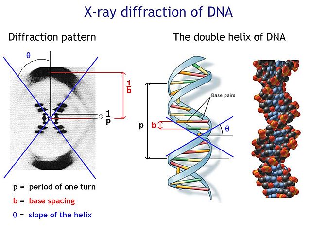ROSALIND FRANKLIN & MAURICE WILKINS