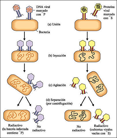 Los experimentos de Alfred Hershey y Martha Chase.