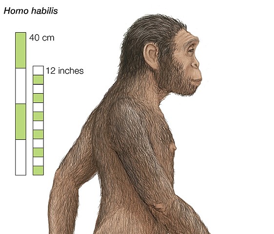 Homo habilis