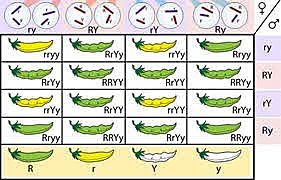 le leggi dell'ereditarieta'