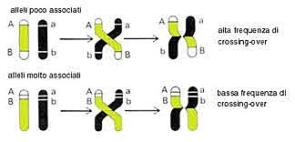 l'informazione ereditaria e cromosomi