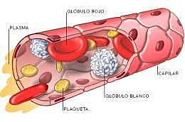 Los grupos sanguíneos (1902)