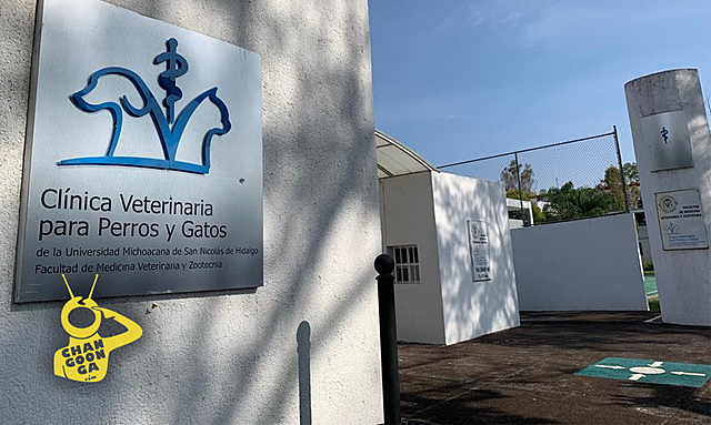 Clínica de pequeñas especies