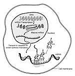 l' mRna e la produzione delle proteine