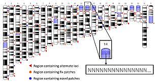 Secuencia del genoma humano