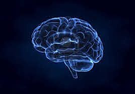 identificati primi geni responsabili dello sviluppo del cervello