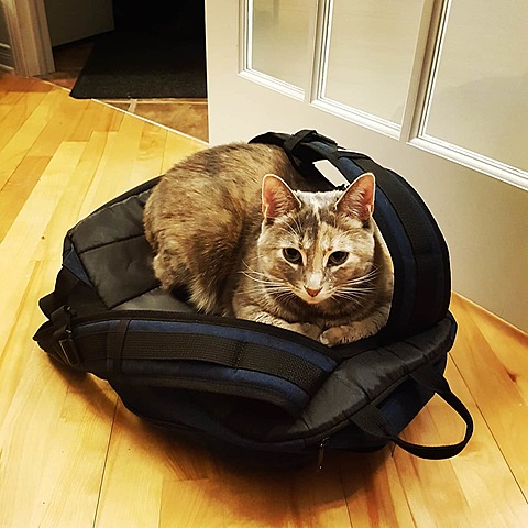 j'ai acheter un chat un autre chat