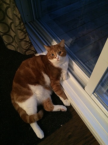 quand jai eu mon premier chat