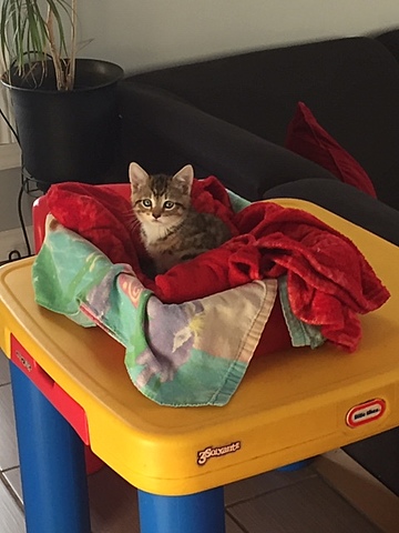 quand jai eu mon deuxieme chat