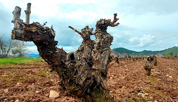 Erradicación de Viñedos