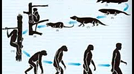 Timeline: Teorías de la Evolución.