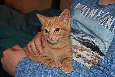 Adoption de mon chat Monkey