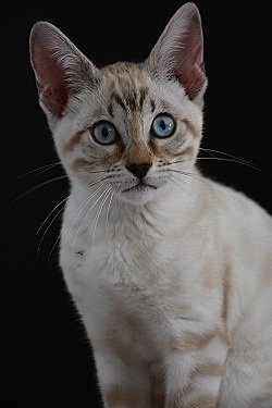 Adoption de mon chat Snow-Belle