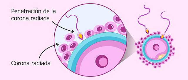 Fase 1 de la Fecundación