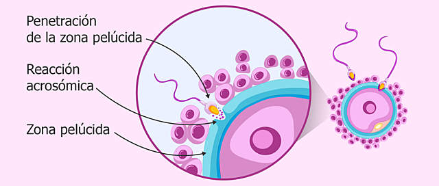 Fase 2 de la Fecundación: Penetración de la zona pelúcida