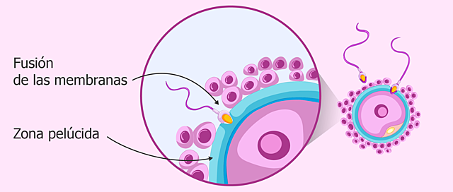 Fase 3 de la Fecundación: Fusión entre las membranas del ovocito y del espermatozoide