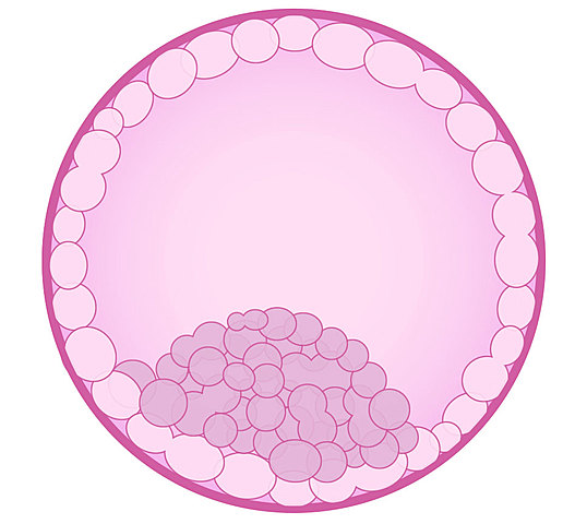 Primera semana- Día 5: Formación del Blastocito