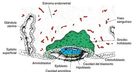 Segunda semana- Día 8