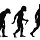 Homo erectus evolucion del hombre
