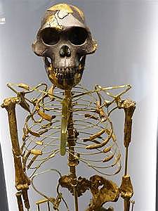 Austolopithecus afarensis