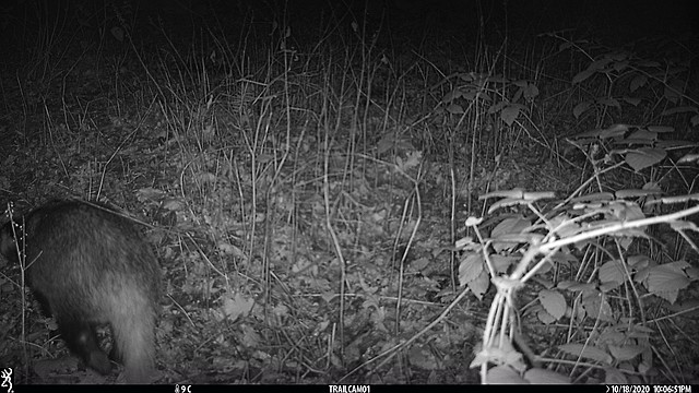 DITCHLEY American Studies in the UK