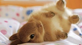 Timeline: ligne du temps univers social