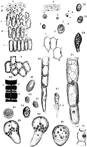 Matthias Schleiden, un botaniste allemand, et Theodor Schwann, un zoologiste allemand, ont observé les cellules des plantes et des animaux et ont conclu que tous les organismes sont constitués d’une ou plusieurs cellules