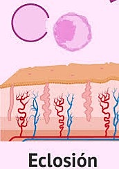 Primera semana- Día 5-6