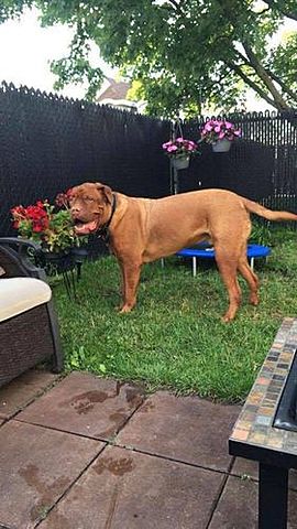 la mort de mon chien