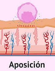 Primera semana- Día 6-7