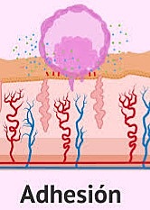 Segunda semana- Día 7-8
