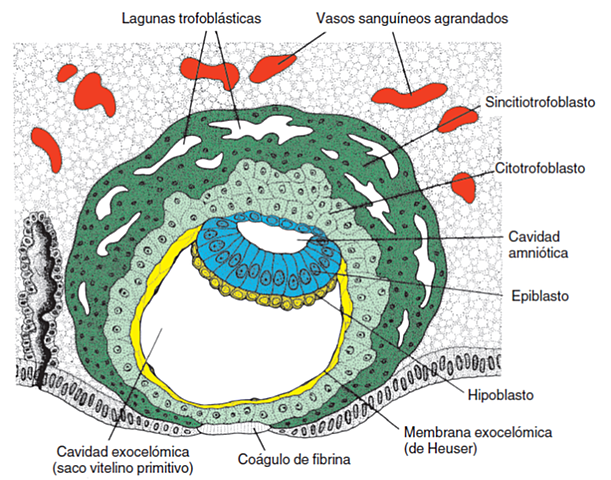 Segunda semana- Día 9