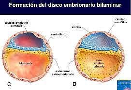 Segunda semana- Día 11 y 12