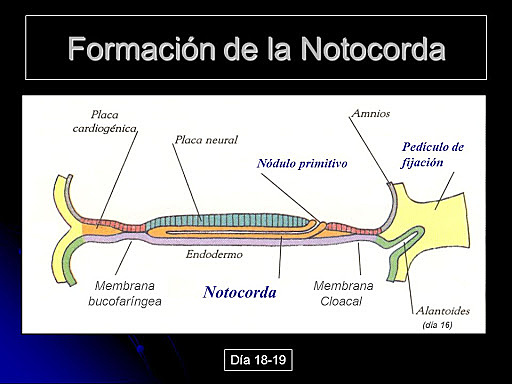 Tercera Semana