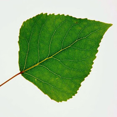 Timeline: Aspen Timeline