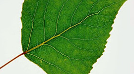 Timeline: Aspen Timeline