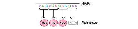 Un gen codifica una cadena polipeptidica