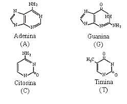 Descubrimiento de las bases nitrogenadas.