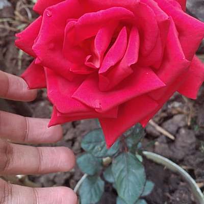 Timeline: Cruzamiento de rosas por polen