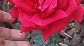 Timeline: Cruzamiento de rosas por polen