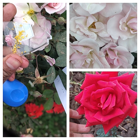 Cruzamiento de rosas por polen