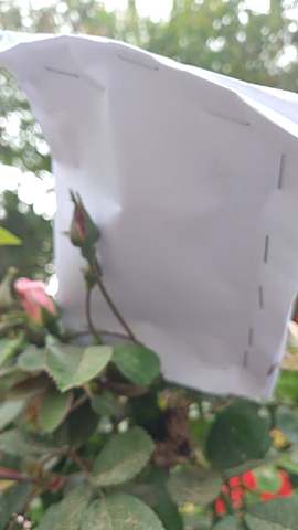 Cruzamiento de rosas por polen