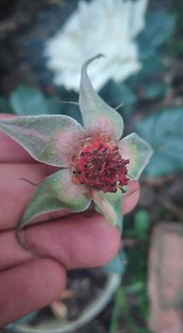 Cruzamiento de rosas por polen