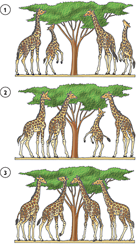 Teoría de la Evolución de Darwin