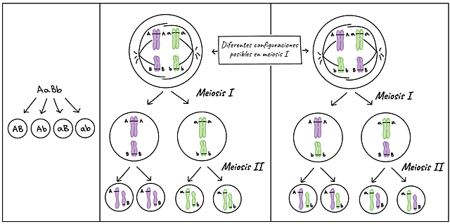 Teoría de la herencia (Leyes de Mendel)